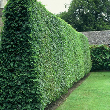 Ligustrum vulgare 'Wild