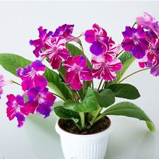 Streptocarpus