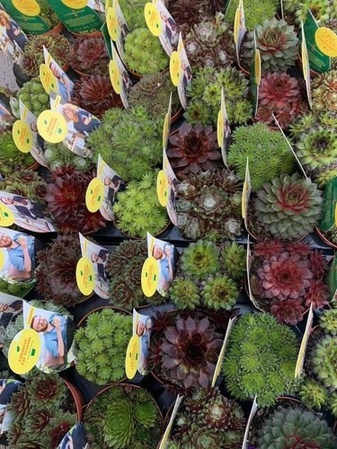 Trio sempervivum - trio,