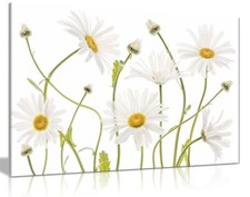 White Daisies Flower Floral