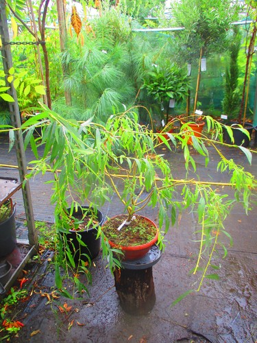 3ft inc pot golden - pot, weeping