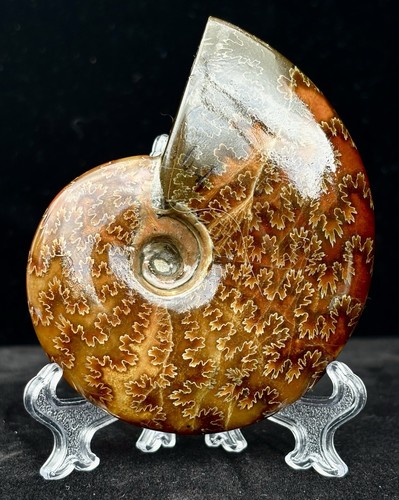 Ammonite 416 million year - a, a