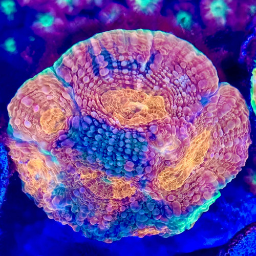 Pineapple acan echinata frag - echinata,