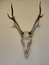 Red Deer Stag Head & Antlers