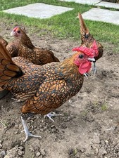 Gold Sebright Bantam Running