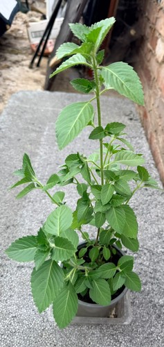 Tulsi holy basil plant - holy, plant,