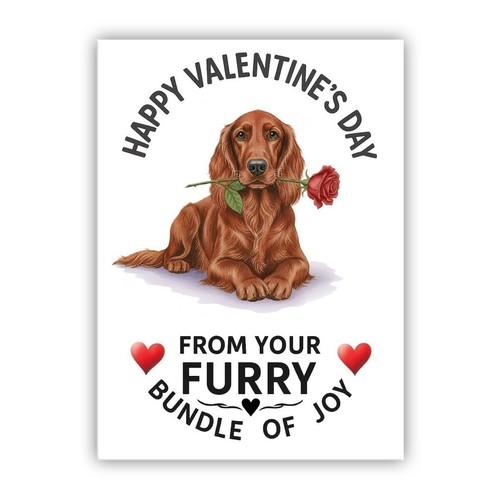Irish red setter dog - irish,