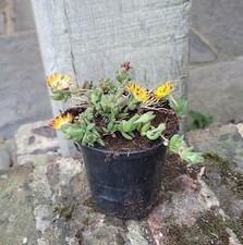 Delosperma cooperi Lido Yellow Ice Plant 9cm Pot Outdoor grown Hardy UK Z9
