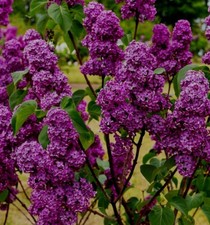 Fragrant French Lilac Tree Syringa Vulgaris Charles Joly FLOWERING SHRUB 3 LTR