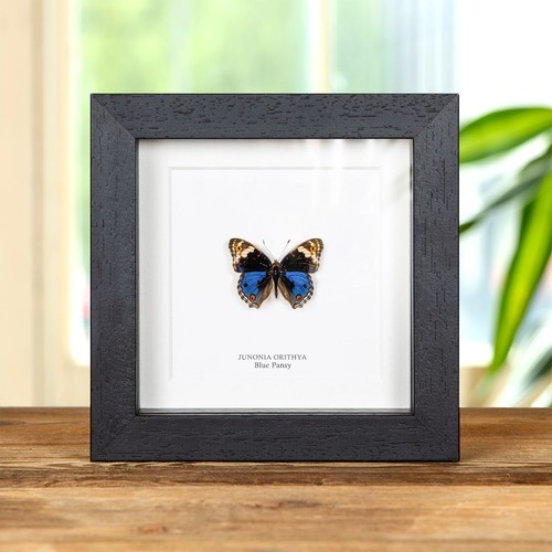 Blue pansy butterfly taxidermy - blue,