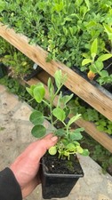 Sweet Pea (Cupid Mix) X6