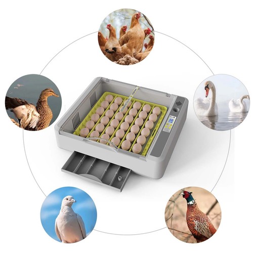 Fully automatic eggs - fully,