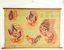 RARE VINTAGE ADAM ROUILLY ANATOMICAL MEDICAL CHART OG 17 FEMALE PELVIS 1956