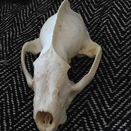 Wild animals animal skull bone - animals,