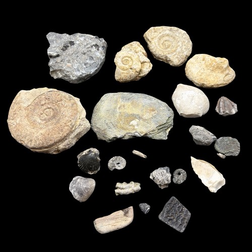 1kg british fossil mix - british,