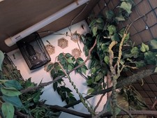 vivarium tank for various animals 24 x 162 x 22 used good condition