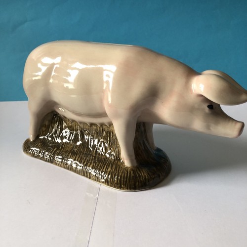 Large british lop - british,