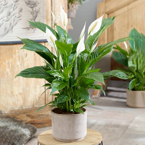 Spathiphyllum peace lily - spathiphyllum, large