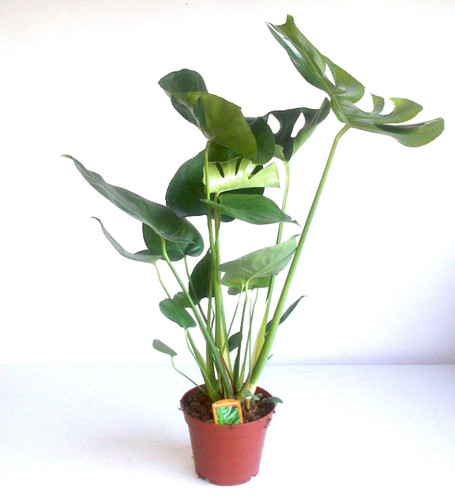Swiss cheese plant - cheese,