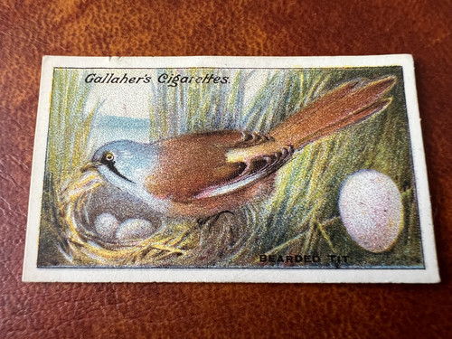 Gallaher birds nests eggs - -,