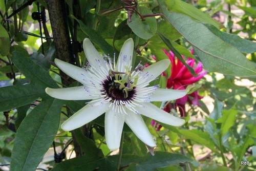 Passiflora diva rare passion - diva,