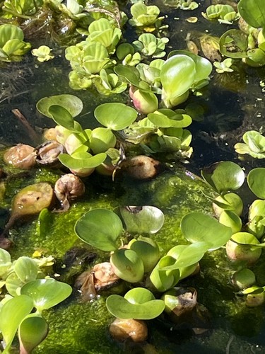 Water hyacinth plants - hyacinth,