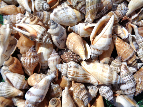 Strombus sea shells - shells, 3