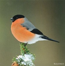 British Birds Bullfinch Sound