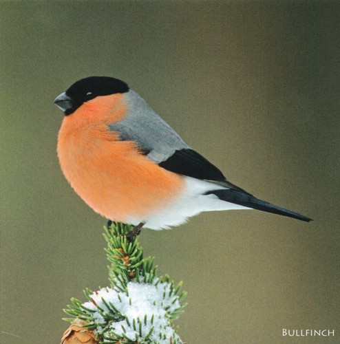 British birds bullfinch sound - birds,