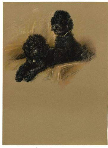 Poodle two little dogs - two,