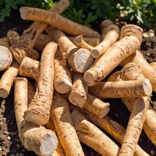 Horseradish Bare Roots for