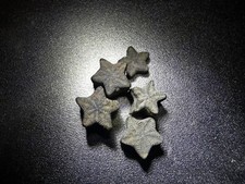 Crinoid Star fossil - 30 pieces - fairy coins - Great gift for collectors
