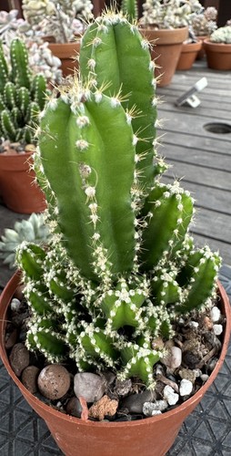 Cereus per florida - cereus, fairy