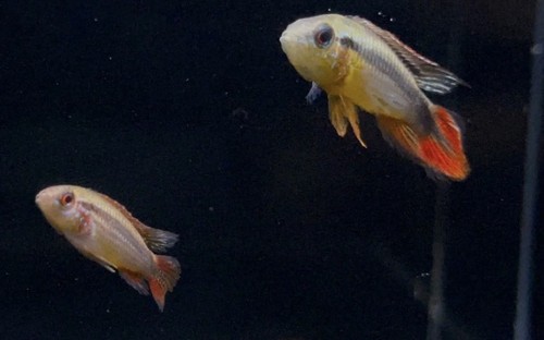 Proven breeding pair - proven,