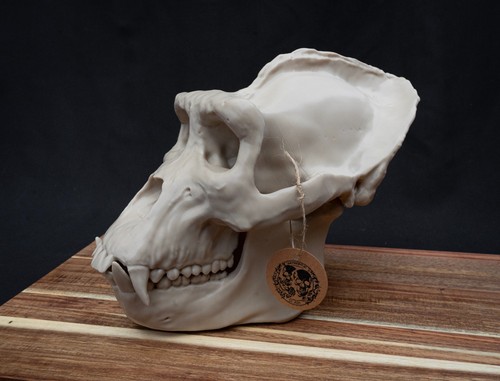 Life size gorilla skull - size,