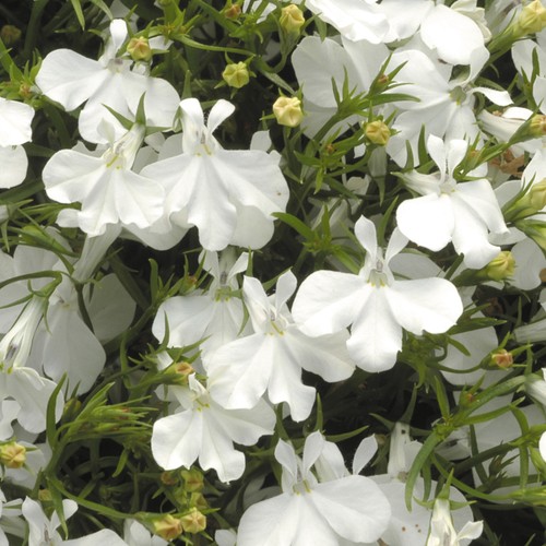 Lobelia fountain white - fountain, |