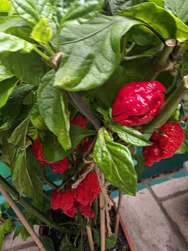 Carolina reaper trinidad - reaper,