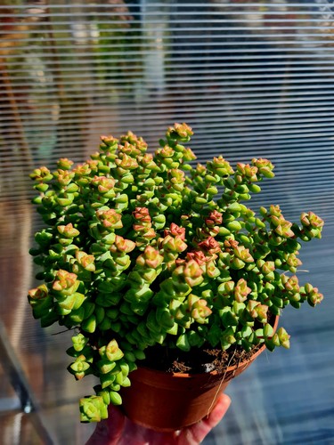 Crassula brevifolia tom thumb - tom,