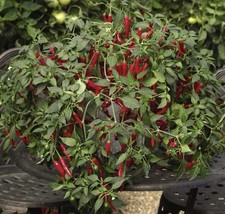 1x Chilli Pepper  Cayenne FULLY GROWN with Fruit Forming.  1L POT