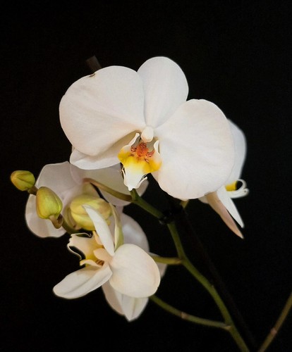 Phalaenopsis white yellow - white, -yellow