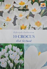 20 WHITE CROCUS  Bulbs Spring