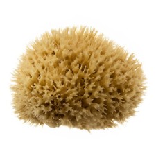 Premium Natural Sea Sponge -