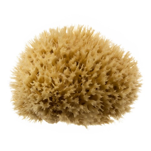 Premium natural sea sponge - premium,