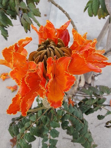Tulip tree spathodea - tulip,