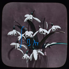 SNOWDROPS - FLOWERS C1890 Magic Lantern Slide ANTIQUE FLOWER STUDY PHOTOGRAPH