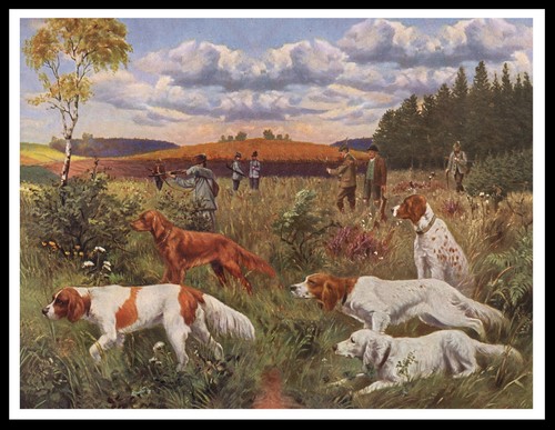 Irish red and white - and, setter