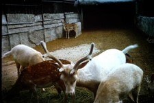 35mm Colour Slide- Taronga Zoo