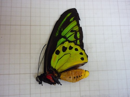 Butterfly entomology - butterfly,