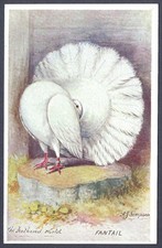 The Fantail pigeon- The