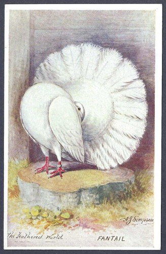 The fantail pigeon - fantail, pigeon-